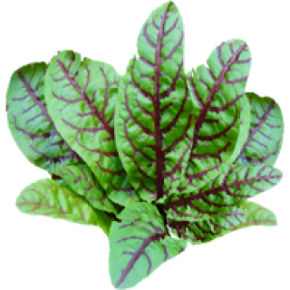Oseille sanguine