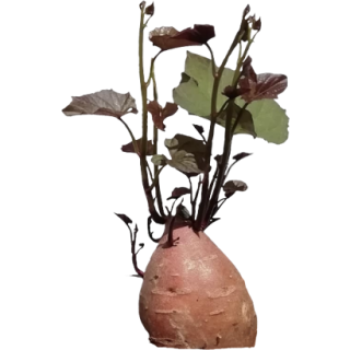 Patate douce 2