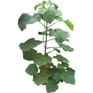 Paulownia tomentosa