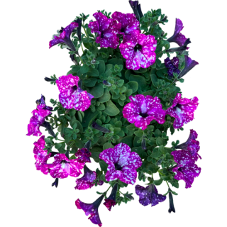 Pétunia pink sky