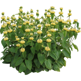 Phlomis de Russell