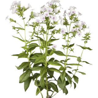Phlox paniculé
