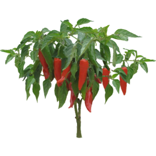 Piments d'Espelette