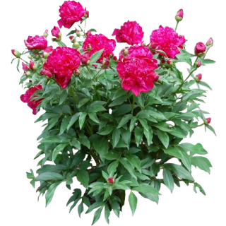 Pivoine