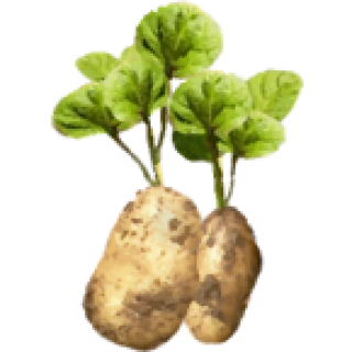 Pomme de terre