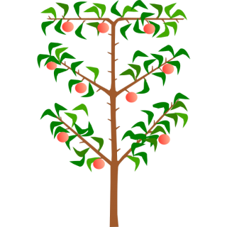 Pommier palmette oblique