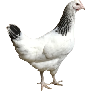 Poule