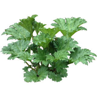 Rhubarbe géante