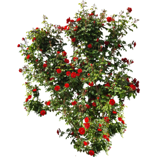 Rosier grimpant