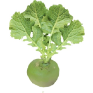 Rutabaga