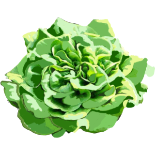 Salades laitue