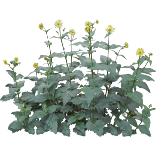 Silphe perfoliée