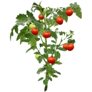 Tomate