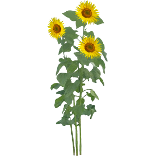 Tournesol