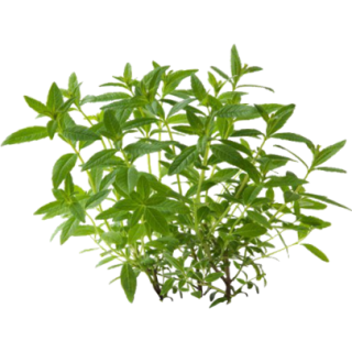 Verveine
