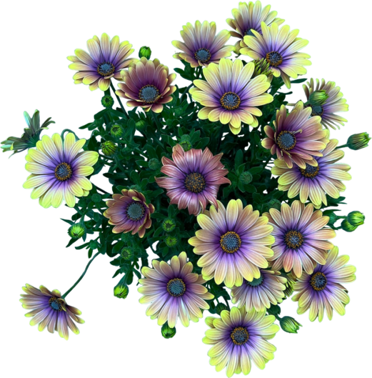 20+ Osteospermum Bianco / Semi Di Fiori Perenni Semi-resistenti - Foto 5