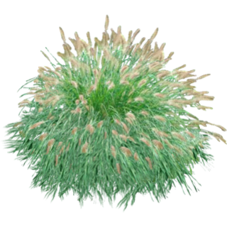 Pennisetum alopecuroides