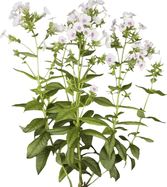 Phlox paniculé