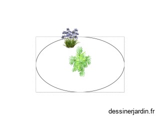 Massif palmier de chine