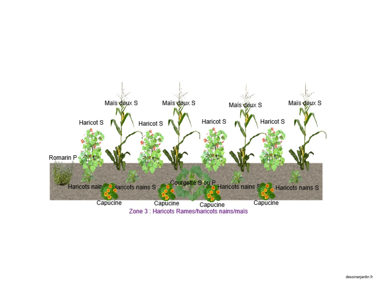 Zone 3: haricots/courgette