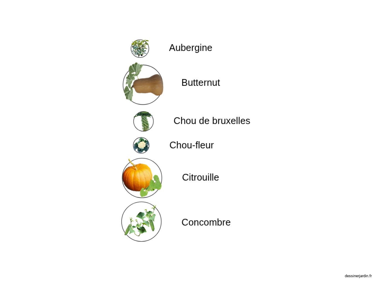legume fruit 22