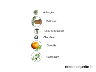 legume fruit 22