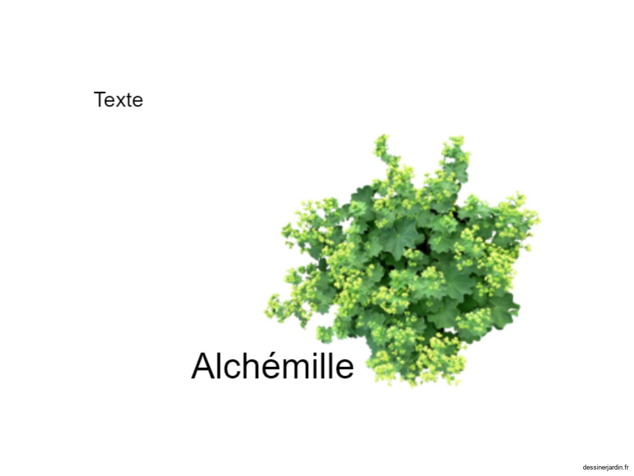 alchémille