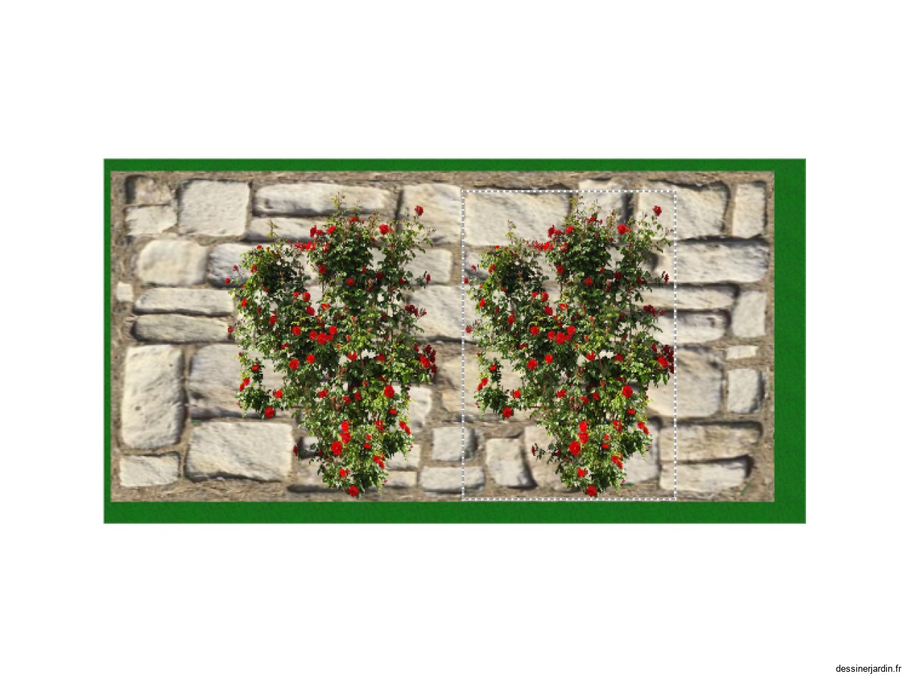 Rosiers grimpant sur mur