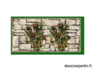 Rosiers grimpant sur mur