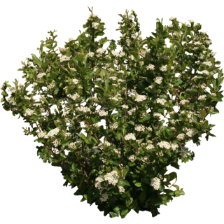 Viburnum trilobum redwing