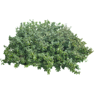 Olivier de Bohème - Elaeagnus angustifolia