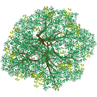 Salix Babylonica Aurea 20m